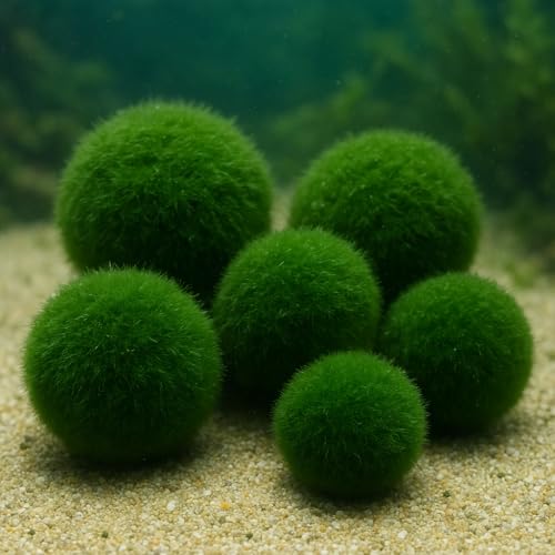 Daxton-Plant Moosball Cladophora aegagropila,...