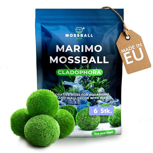6 Stk Moos Aquarium Moos Echt - Mooskugeln...