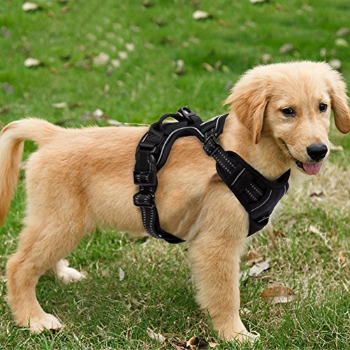 FullBerg® Hundegeschirr für Kleine,...